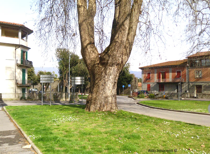 PLATANI DI PIAZZA D'ARMI: PIANTA NORD 2